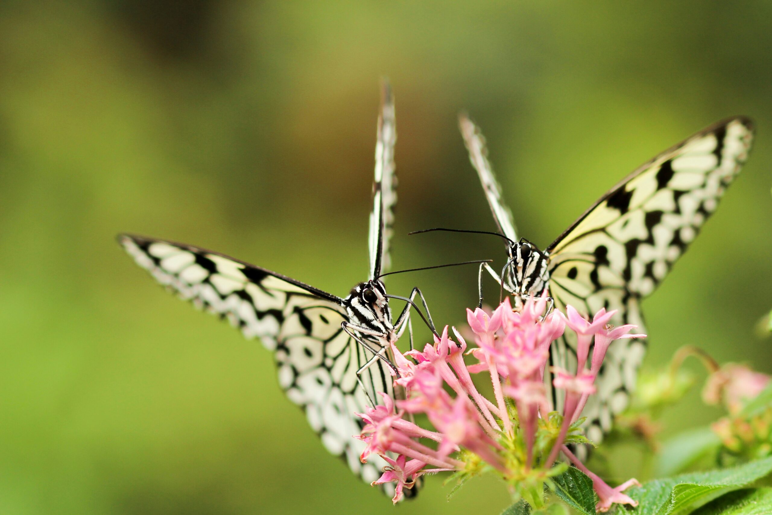 Caregivers: The Heart and Unseen Backbone of Rare Disease Care